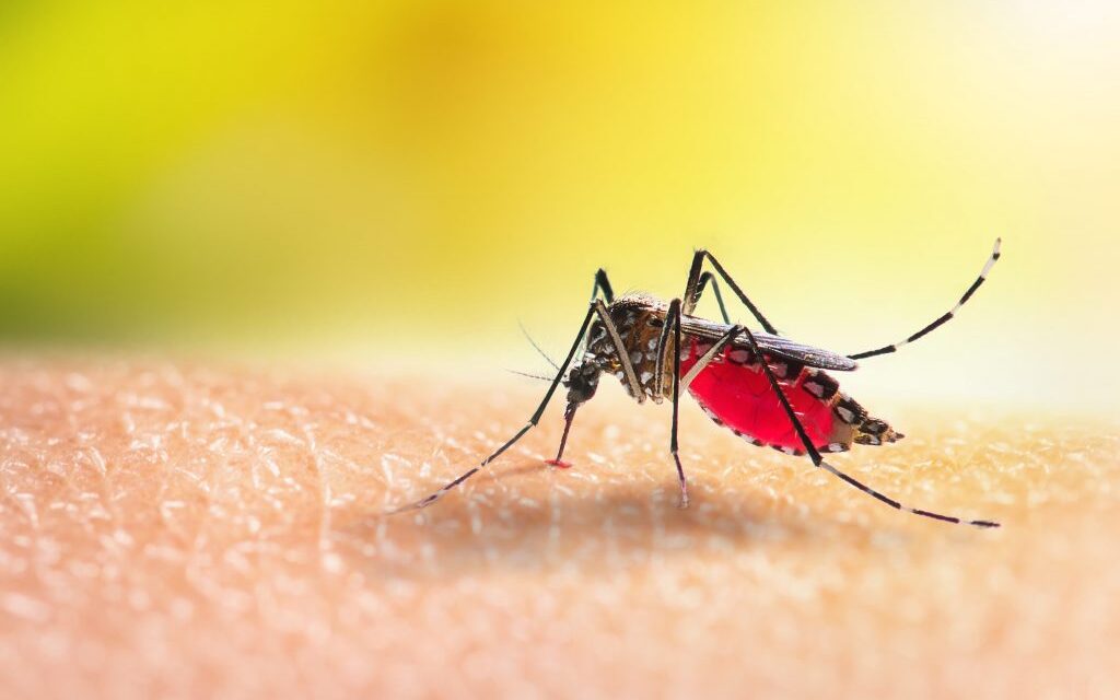 https://cfbm.gov.br/wp-content/uploads/2024/09/dengue-1024x640.jpg